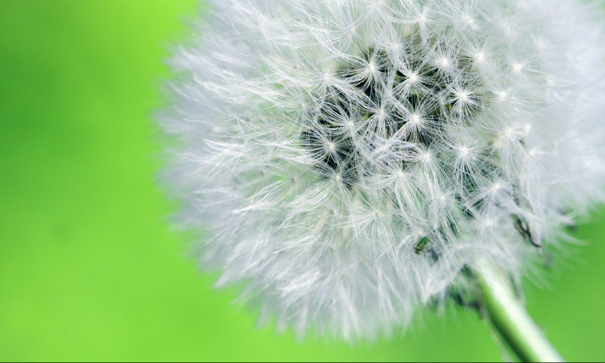 dandelion-fuzz-bright-green-background