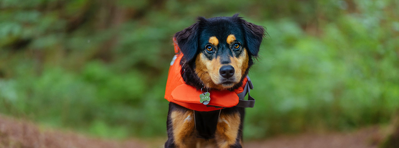 dog-black-rust-fur-wears-orange-life-jacket-and-looks-solemn