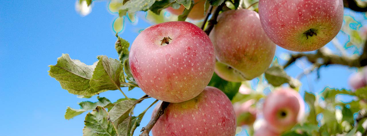 field-trip-to-apple-orchard-red-apples-on-tree-with-leaves-bozhin-karaivanov-on-unsplash