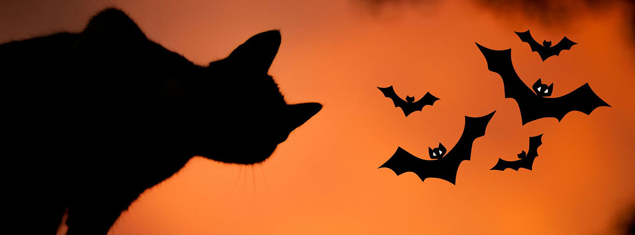 Silhouette of black cat against scary orange sky with bats hovering. Image by Saso Tusar on Unsplash with Canva embellishments by Allergy Force.