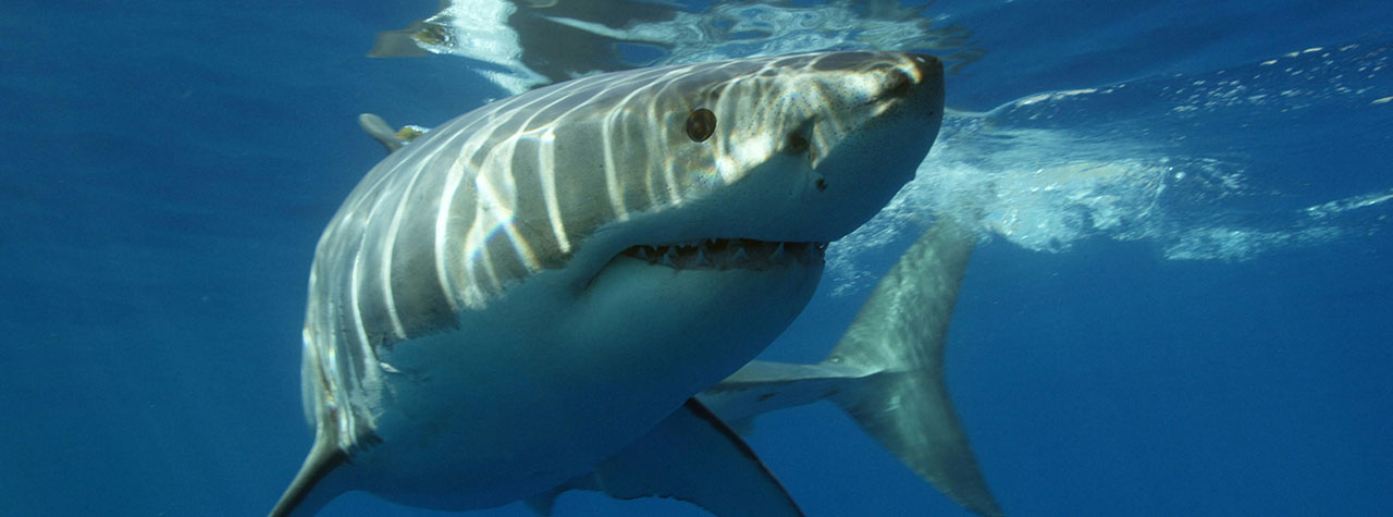 A large shark swims close to the camera underwater, with light ripples on its back. The blue ocean surrounds it, creating a calm scene. Shark swims in blue water. Image by Oleksandr Sushko on Unsplash.