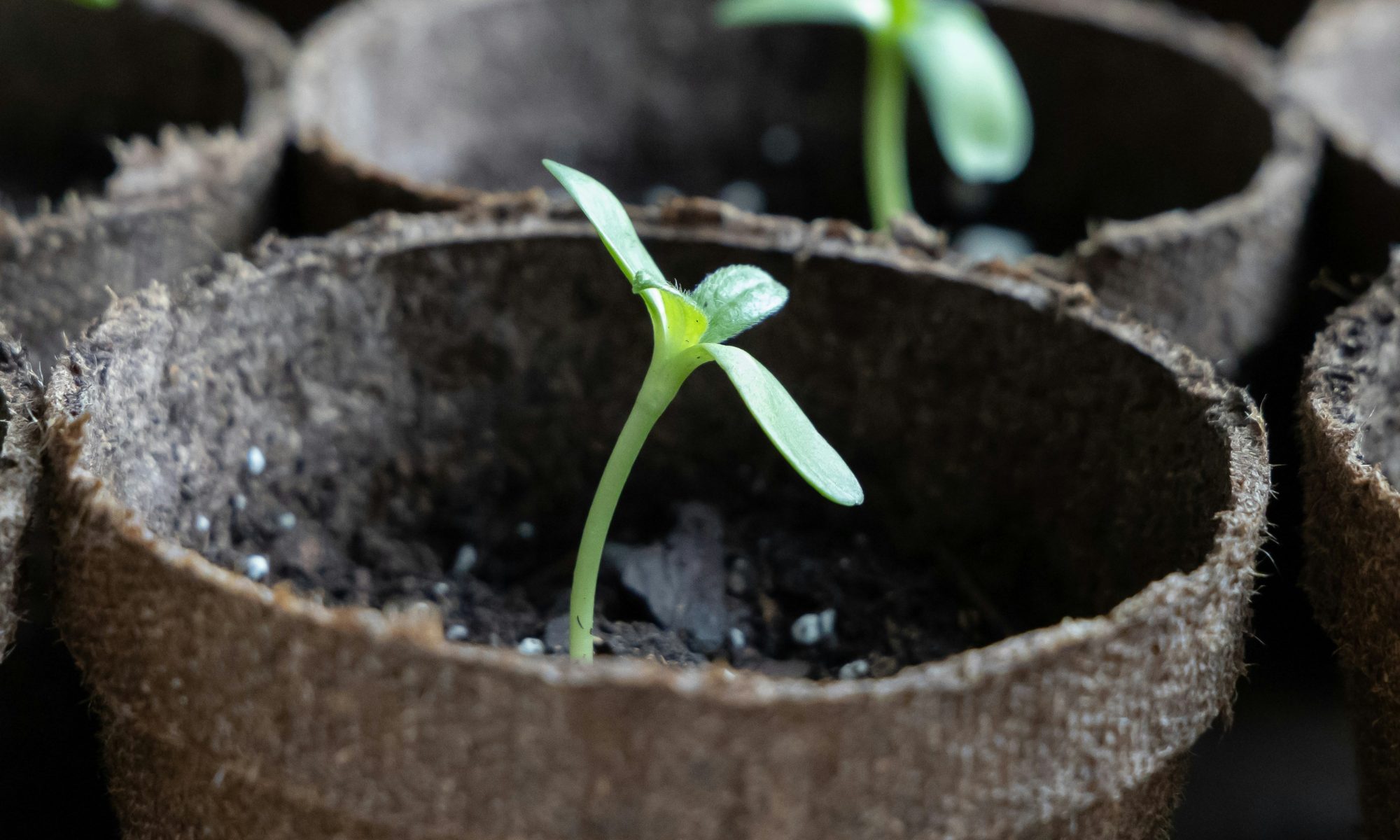 Bright green seedlings sprout in peat starter pots. Image by Rachel Reinhardt on Unsplash.